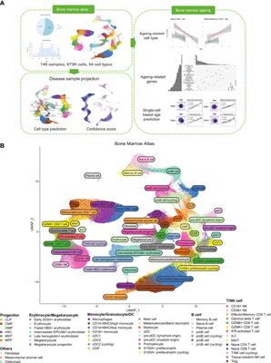 Establishing a human bone marrow single cell reference atlas to study ageing and diseases